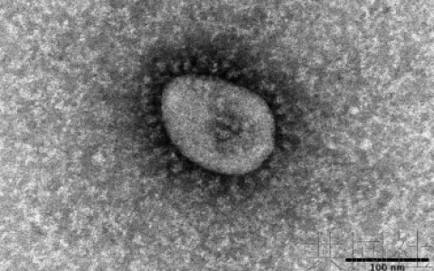 警惕！阳后罹患心血管疾病风险大幅上升，干细胞疗法有效修复心肌损伤