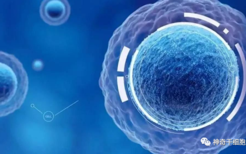 干细胞治疗长新冠的7大效果，改善免疫功能、缓解肺损伤等