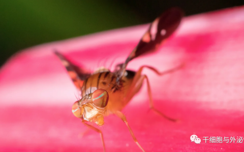 丰田投资1120万美元养殖苍蝇，满足细胞疗法、生物制药的市场需求