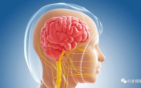 再生修复+旁分泌！《STEM CELLS》：干细胞可防止中风后进一步脑损伤