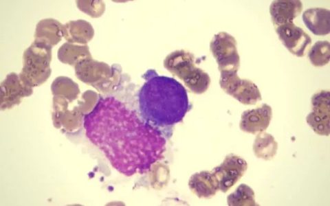 建议收藏！史上最全！干细胞的100多种当前和潜在用途