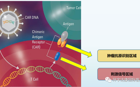 客观缓解率高达100%​！新型CAR-T疗法将为这些恶性肿瘤患者刷新生存率