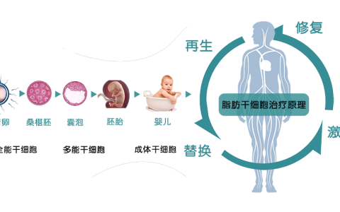 干货！干细胞对身体的几大作用