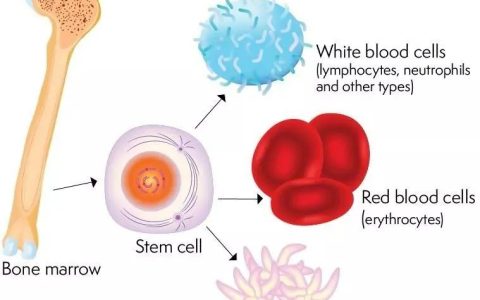 干细胞进入人体后的聪明表现