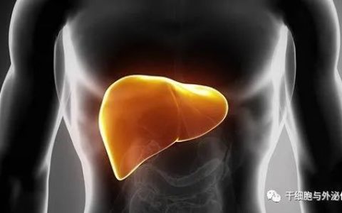 间充质干细胞移植逆转肝纤维化和肝硬化