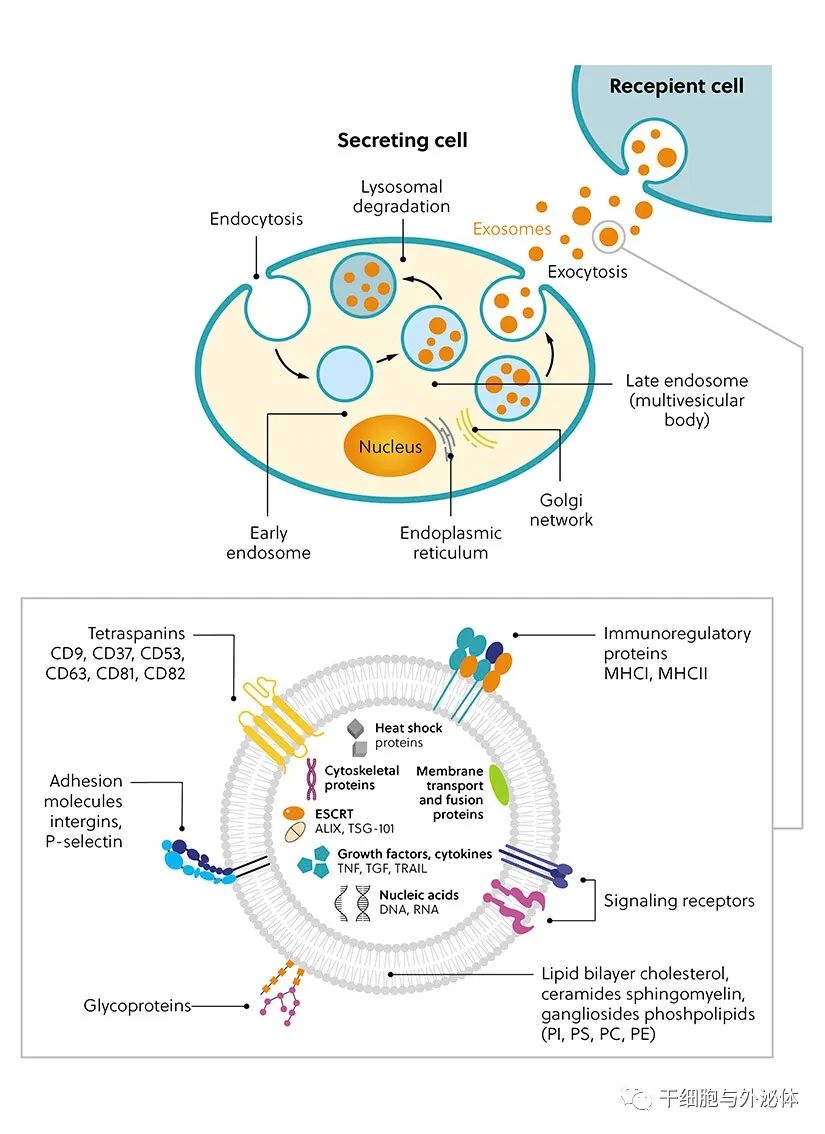 CAS行业报告 | 外泌体在治疗、诊断和药物输送领域的巨大前景