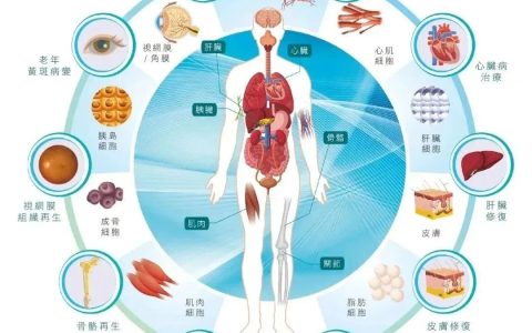 干细胞为何是再生医学的核心？