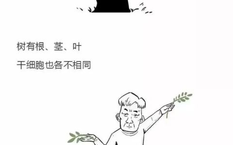 【漫画图解】干细胞怎么影响人的生老病死