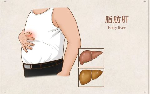 每10人就有1~3人有脂肪肝，干细胞如何拯救脂肪肝？