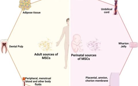 1426项注册临床：55年间充质干细胞发现开启了一个细胞治疗时代