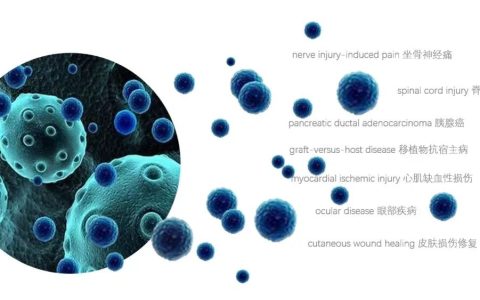外泌体在免疫系统中的重要作用