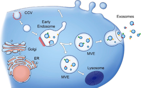 挖外泌体机制研究的关注点