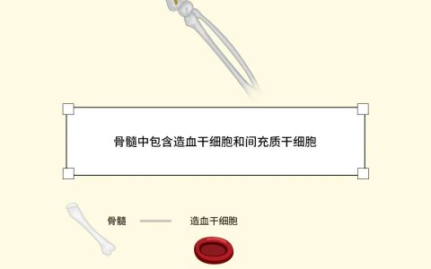 图解：干细胞可以从人体的哪些组织中提取？