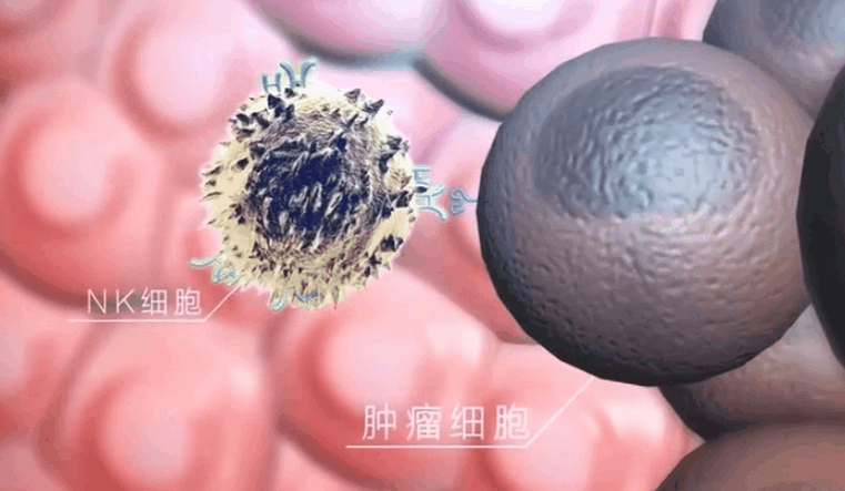 《Cell》新综述：年轻的NK免疫细胞有望延缓衰老过程，治疗年龄相关疾病