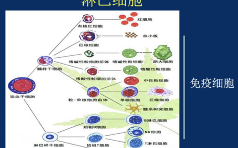 董晨院士：免疫治疗让难以攻克的疾病有了治愈的希望
