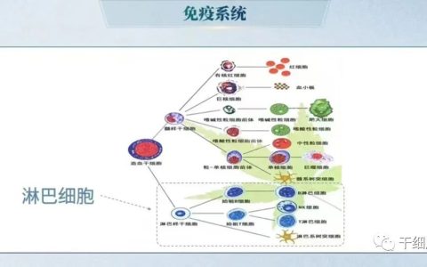 清华大学教授董晨：免疫治疗让难以攻克的疾病有了治愈的希望
