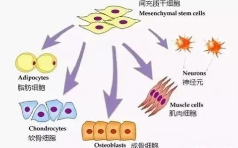 干细胞治疗的三大原理，你真的了解吗？