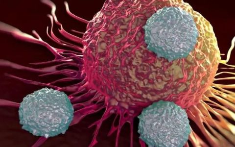 细说B细胞和T细胞的区别