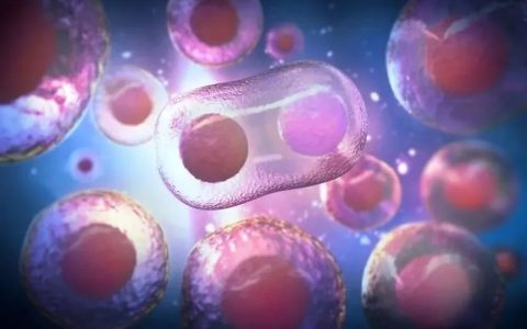 间充质干细胞与免疫的相互作用