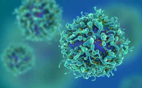 《自然 · 免疫》：T细胞衰老的十大特征