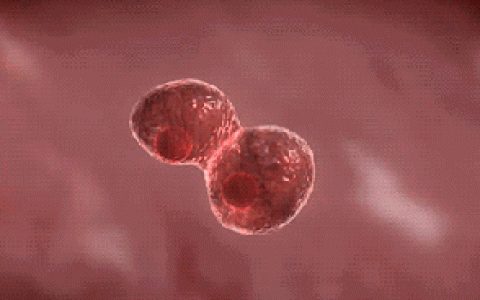 NK细胞免疫疗法治肿瘤，是黑幕，还是黑马？