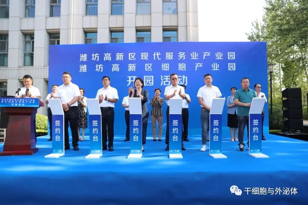 山东加快细胞产业布局，潍坊青岛等细胞产业园开园开建