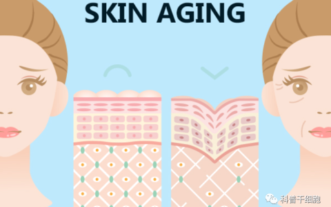 外泌体——新兴的皮肤抗衰老“神器”