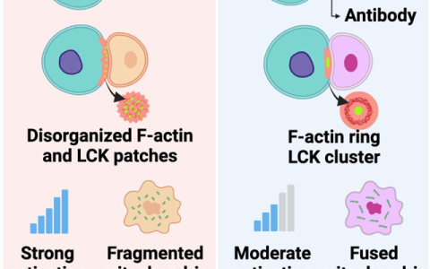 广州健康院在开关型CAR-T研发中取得新进展