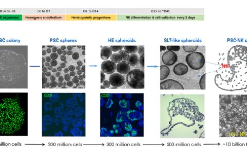 来自工程多能干细胞的CAR-NK细胞：为所有患者提供现成的治疗方法