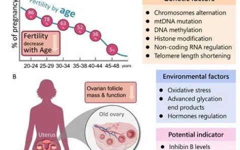 女性福音——干细胞恢复卵巢功能，逆转更年期