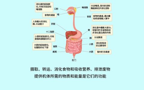 图解：人类体内八大系统守护者——干细胞