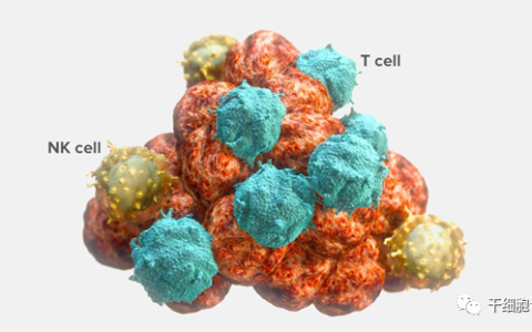 细胞科普|NK细胞是如何识别和杀伤肿瘤细胞的