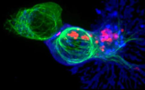 当免疫细胞遇上癌细胞，只需几小时就会衰竭！