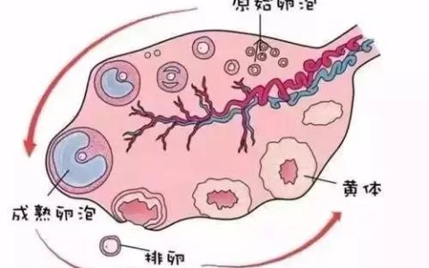 逆转更年期！干细胞解决卵巢早衰和提前闭经问题