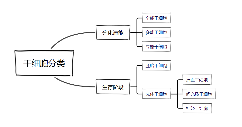 再生医学新时代丨干细胞技术实现人造器官修复与再生！