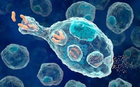 一个NK细胞可消灭27个癌细胞？原来NK才是癌症“天敌”！