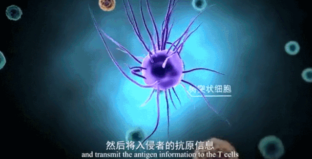 超清大片 | 免疫细胞如何奋勇杀敌？ 微观世界下的震撼“战争”