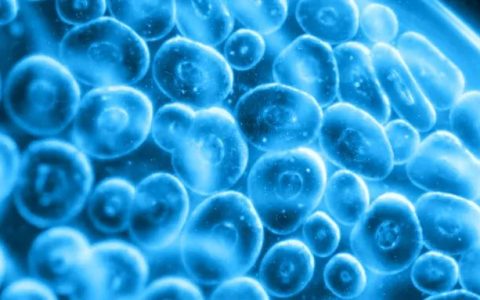 研究表明：干细胞有效干预自身免疫性疾病