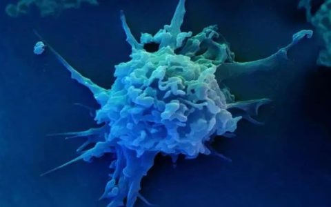 【科普】NK细胞可清除衰老细胞，延寿20%-30%