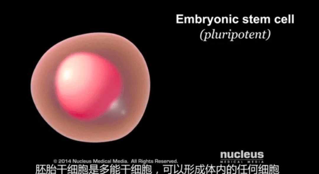 再生医学新时代丨干细胞技术实现人造器官修复与再生！
