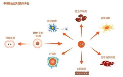 再生医学新时代丨干细胞技术实现人造器官修复与再生！