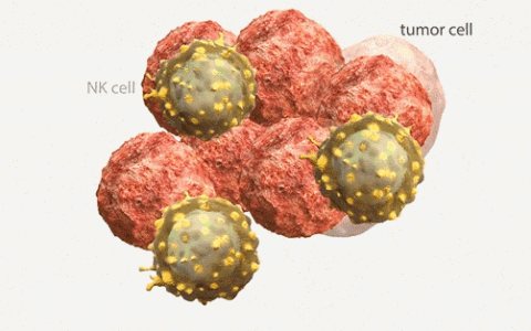 为什么建议亚健康或者40岁以上人群需要定期回输免疫细胞吗？