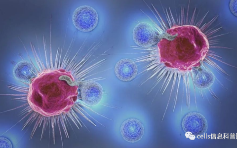 NK免疫细胞回输一次多少钱？