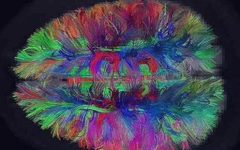 干细胞的记忆功能与特异性干细胞