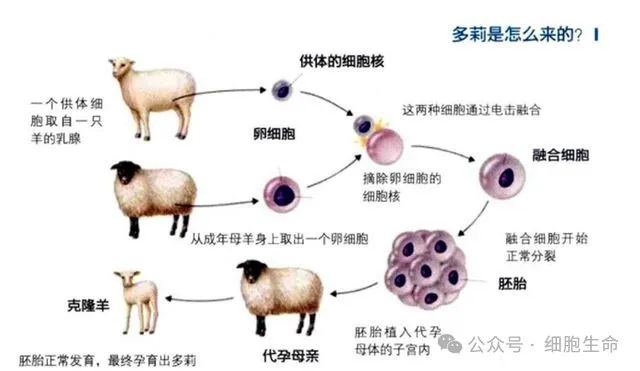 请查收！一份关于“干细胞研究发展历程”的小总结