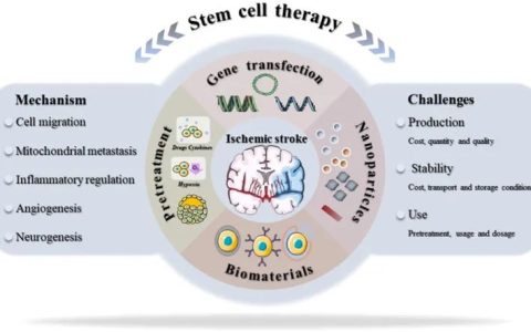 干细胞治疗中风新进展：一项206人的随机临床试验结果揭晓啦！