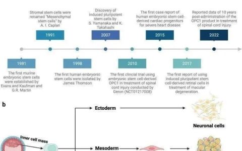 请查收！一份关于“干细胞研究发展历程”的小总结