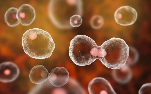 频频取得重大成果的“干细胞”，为何与“我们”息息相关？