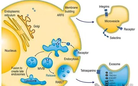 法国《ELLE》杂志专题：外泌体如何用于皮肤护理、脱发治疗和整体美学？