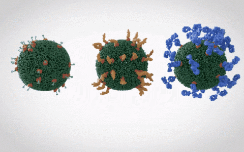 明星抗衰美容新宠——间充质细胞外泌体